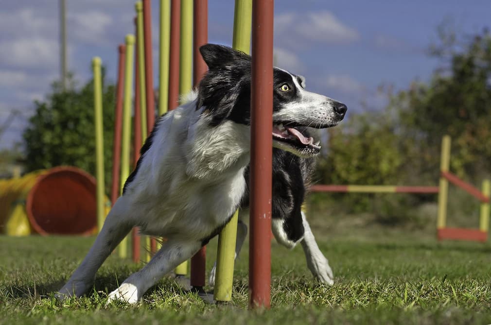 Distraction Proof Dog Training Arizona: Focused, Confident Dogs