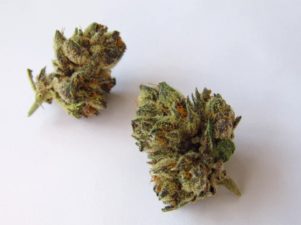 Fort lauderdale weed delivery and Product Freshness Standards