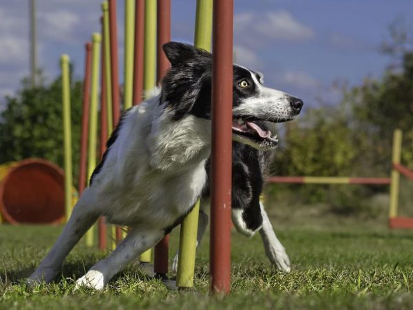 Distraction Proof Dog Training Arizona: Focused, Confident Dogs